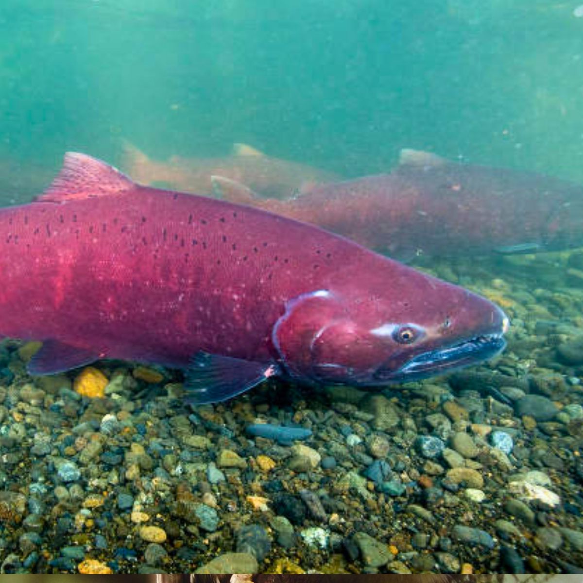 Chinook salmon