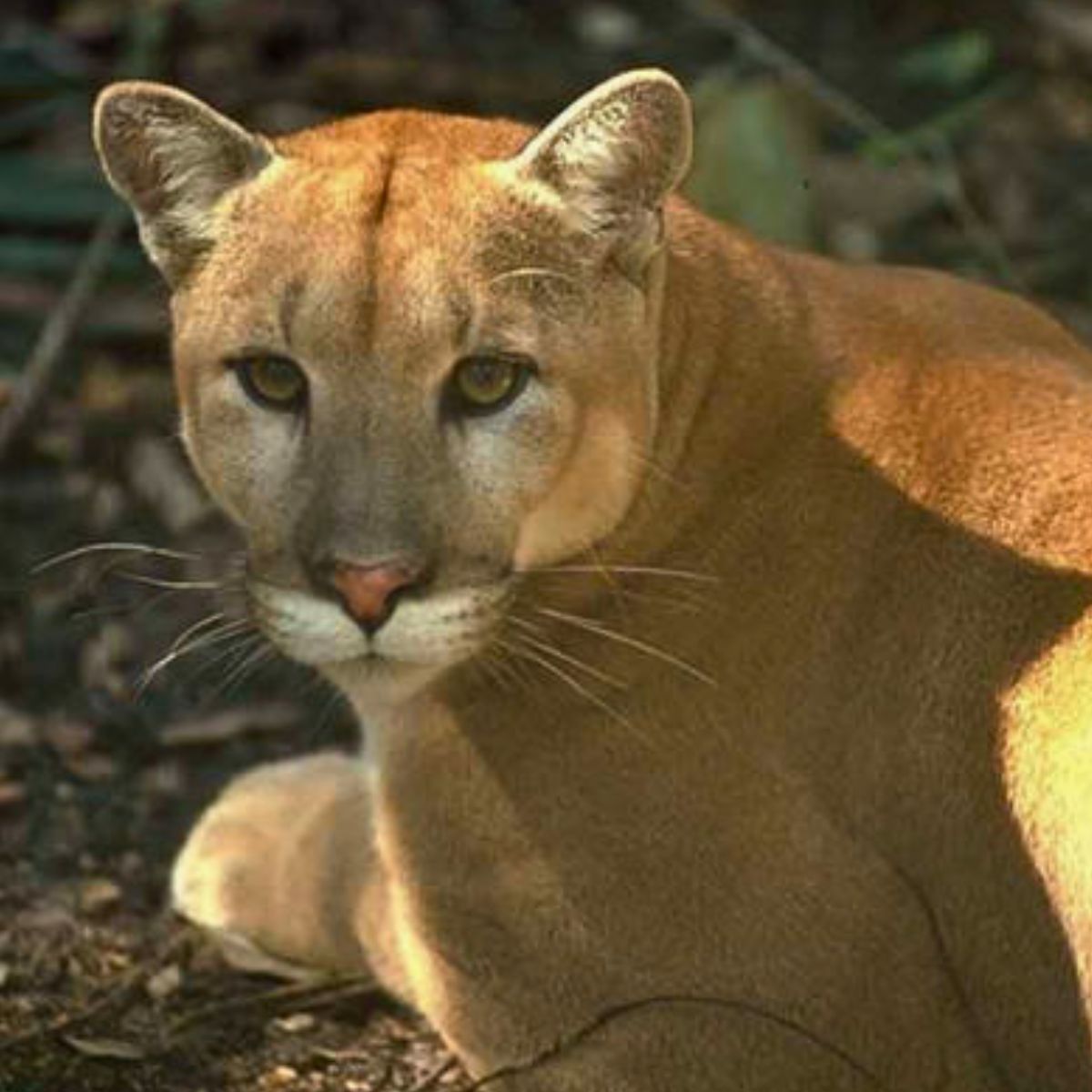 Florida panther