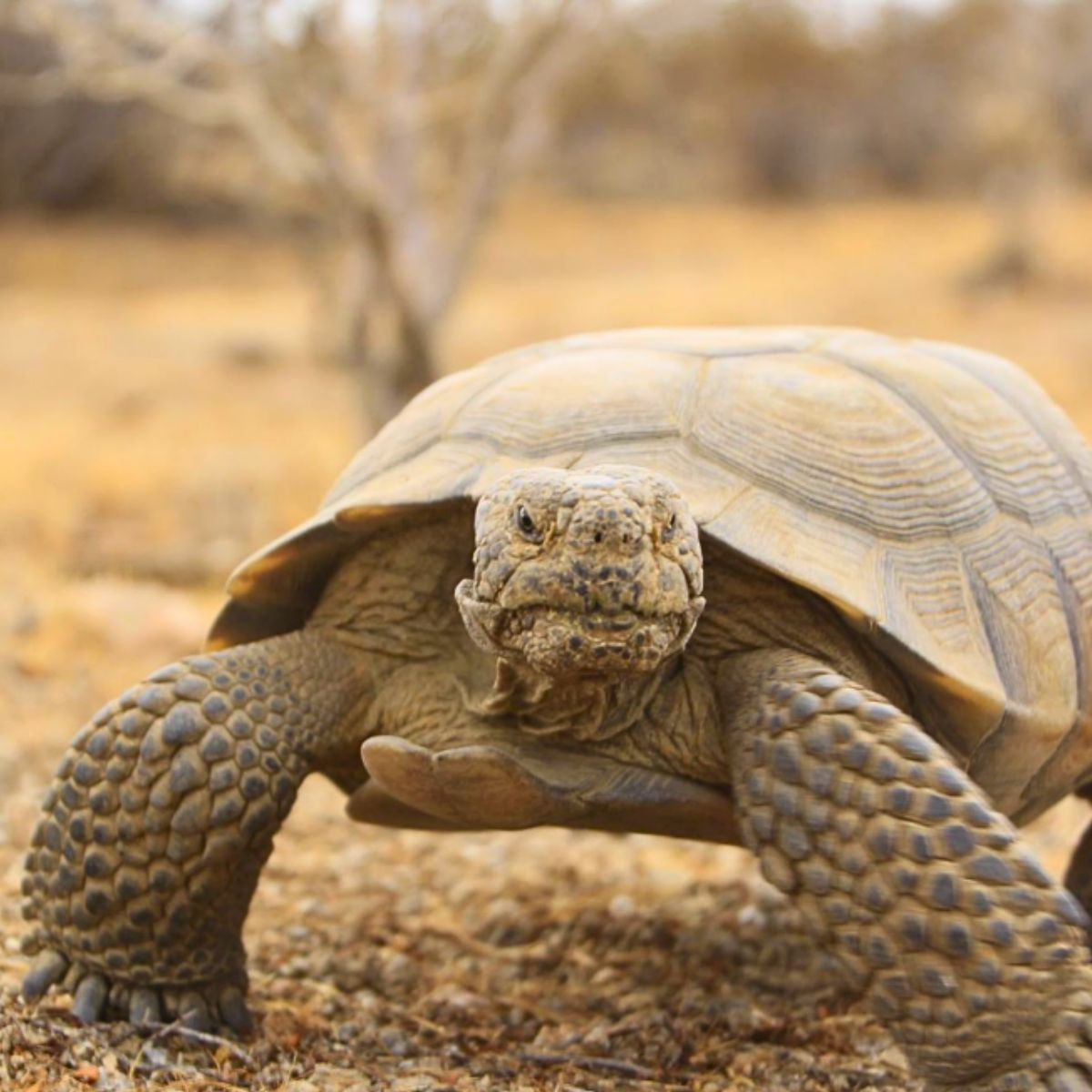 Desert tortoise