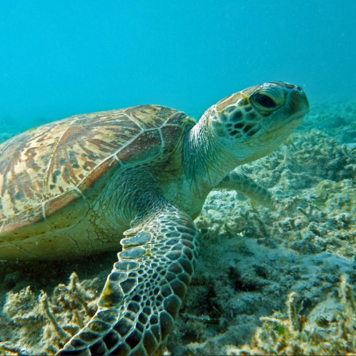 Green sea turtle
