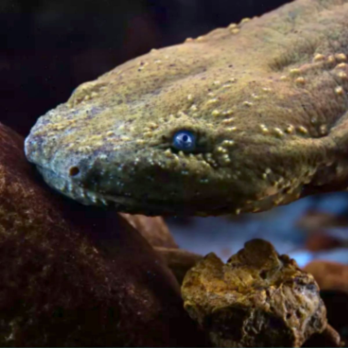 Hellbender