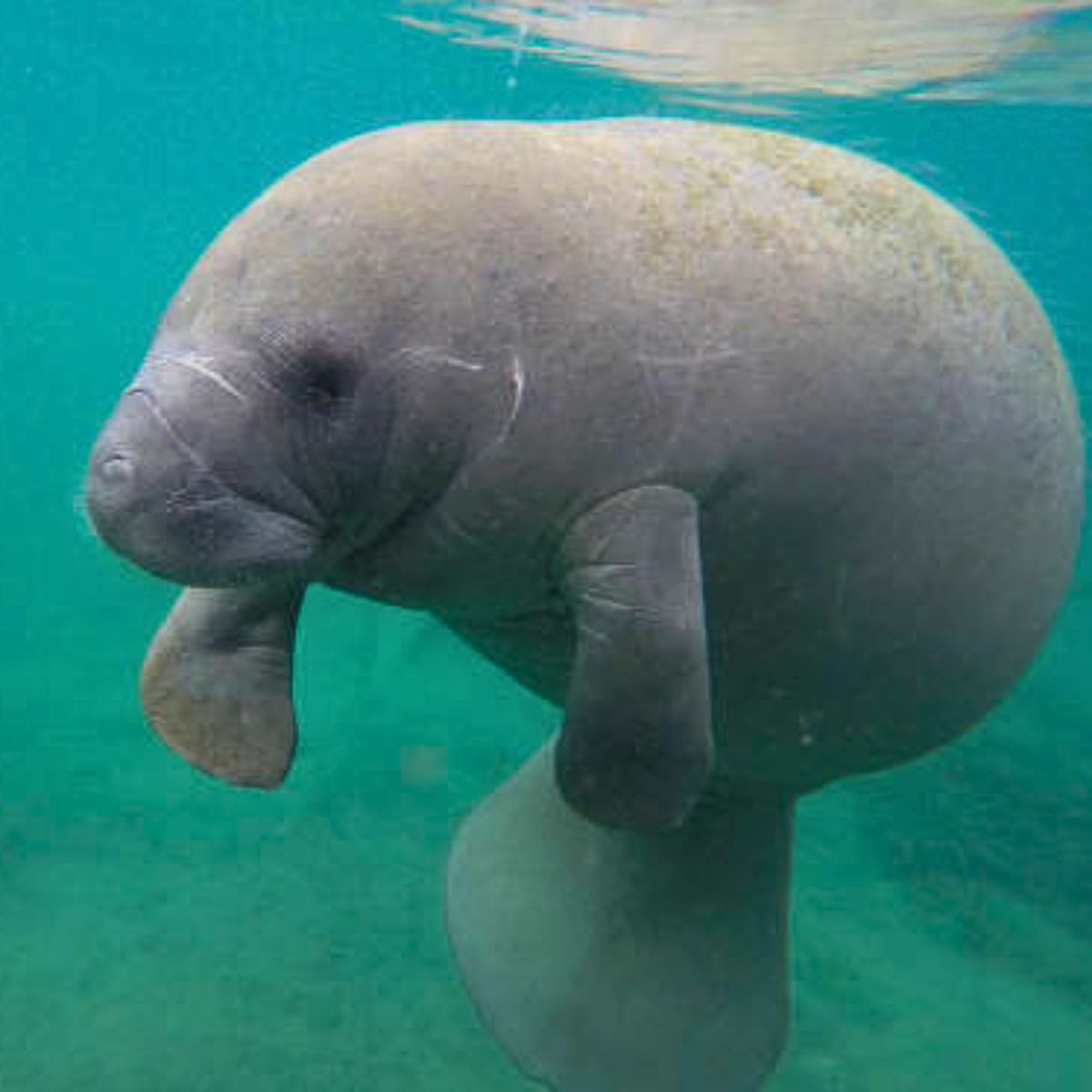 Manatee