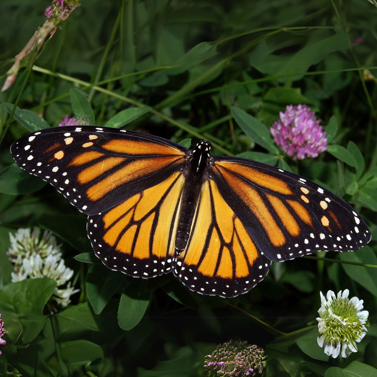 Monarch butterfly