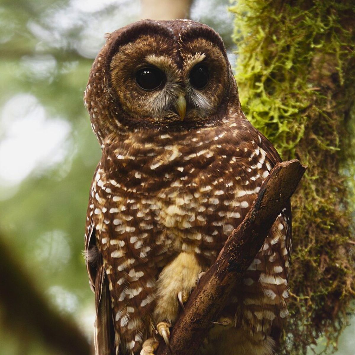 Northern spotted owl