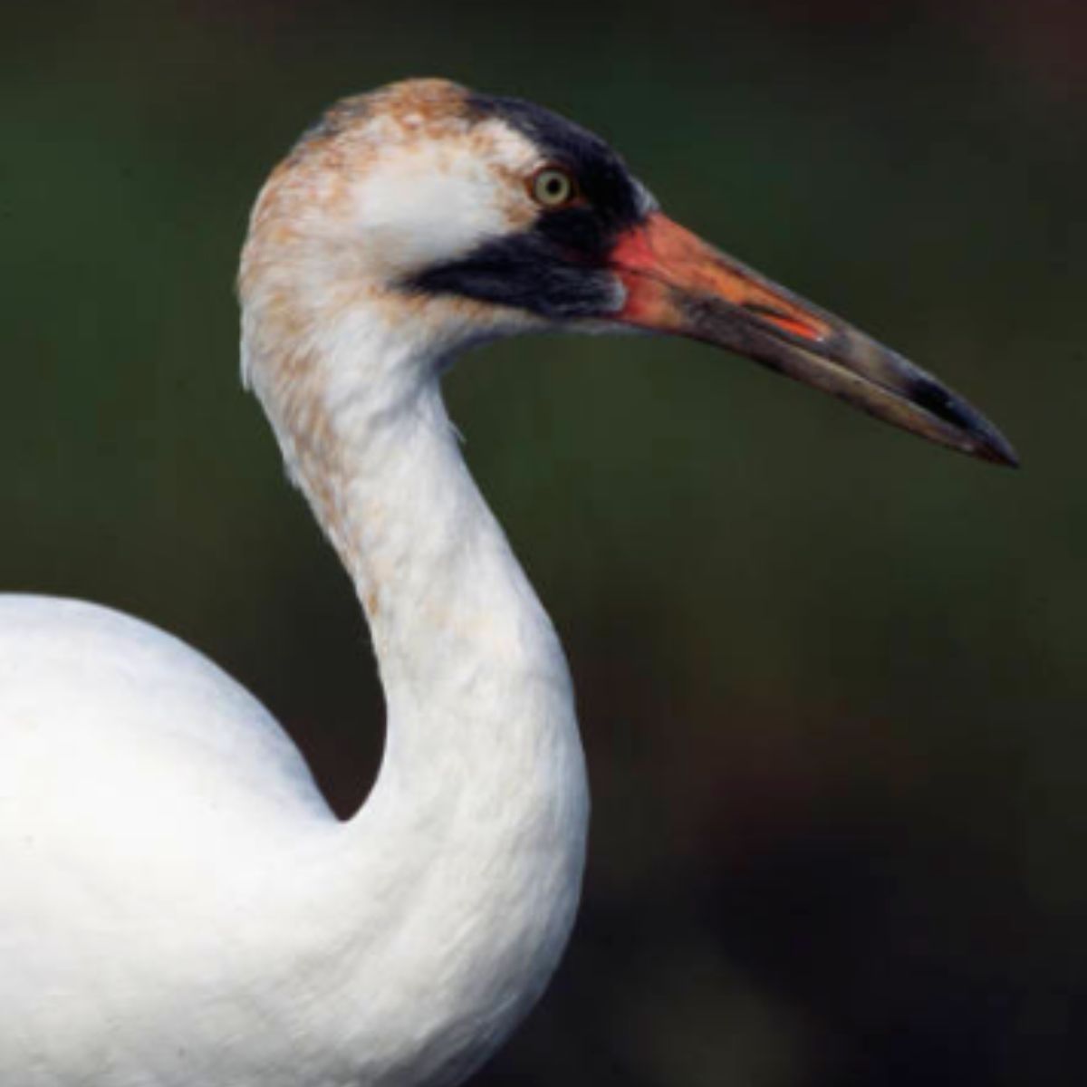 Whooping crane