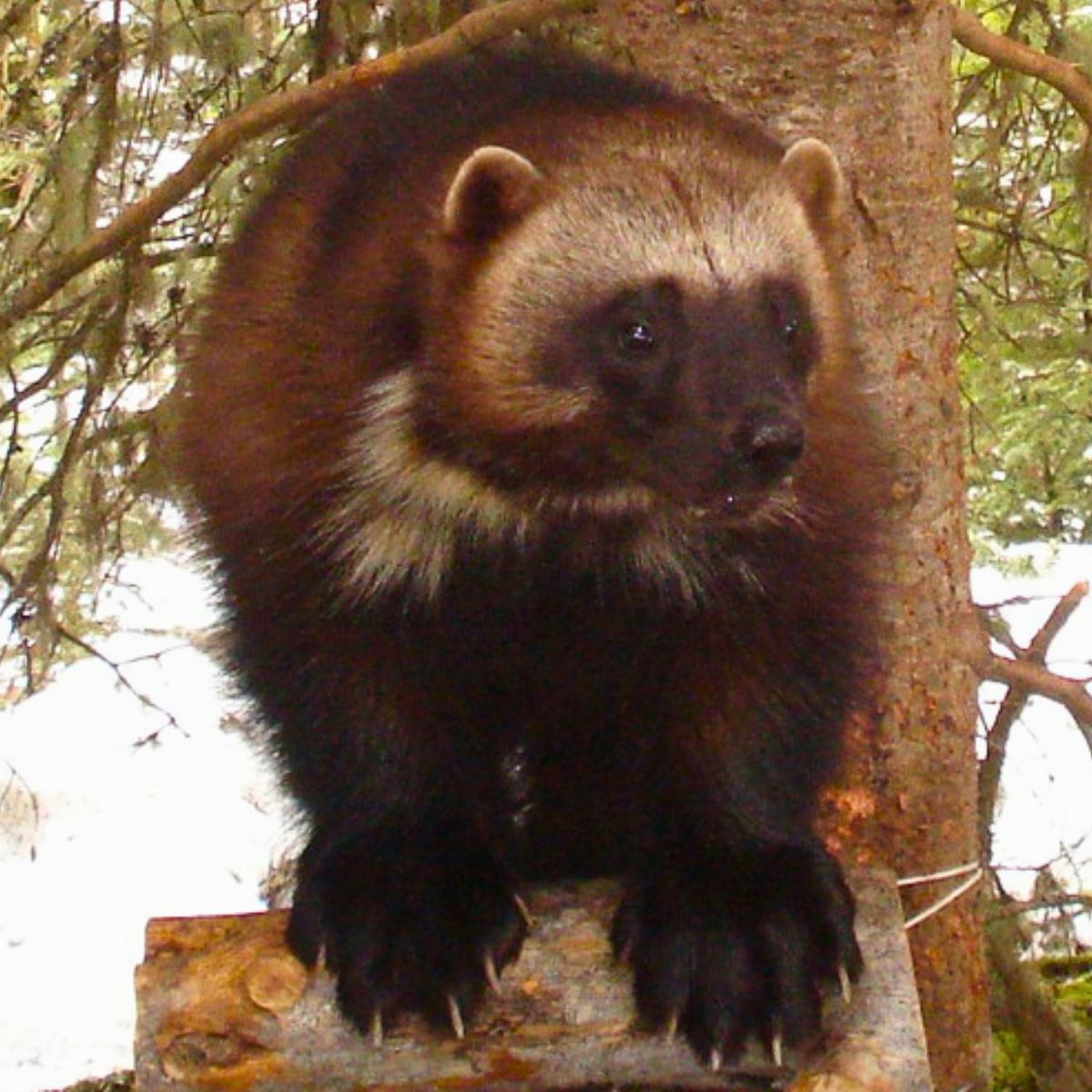 Wolverine