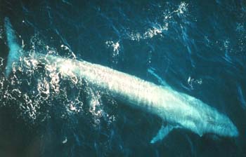 blue whales