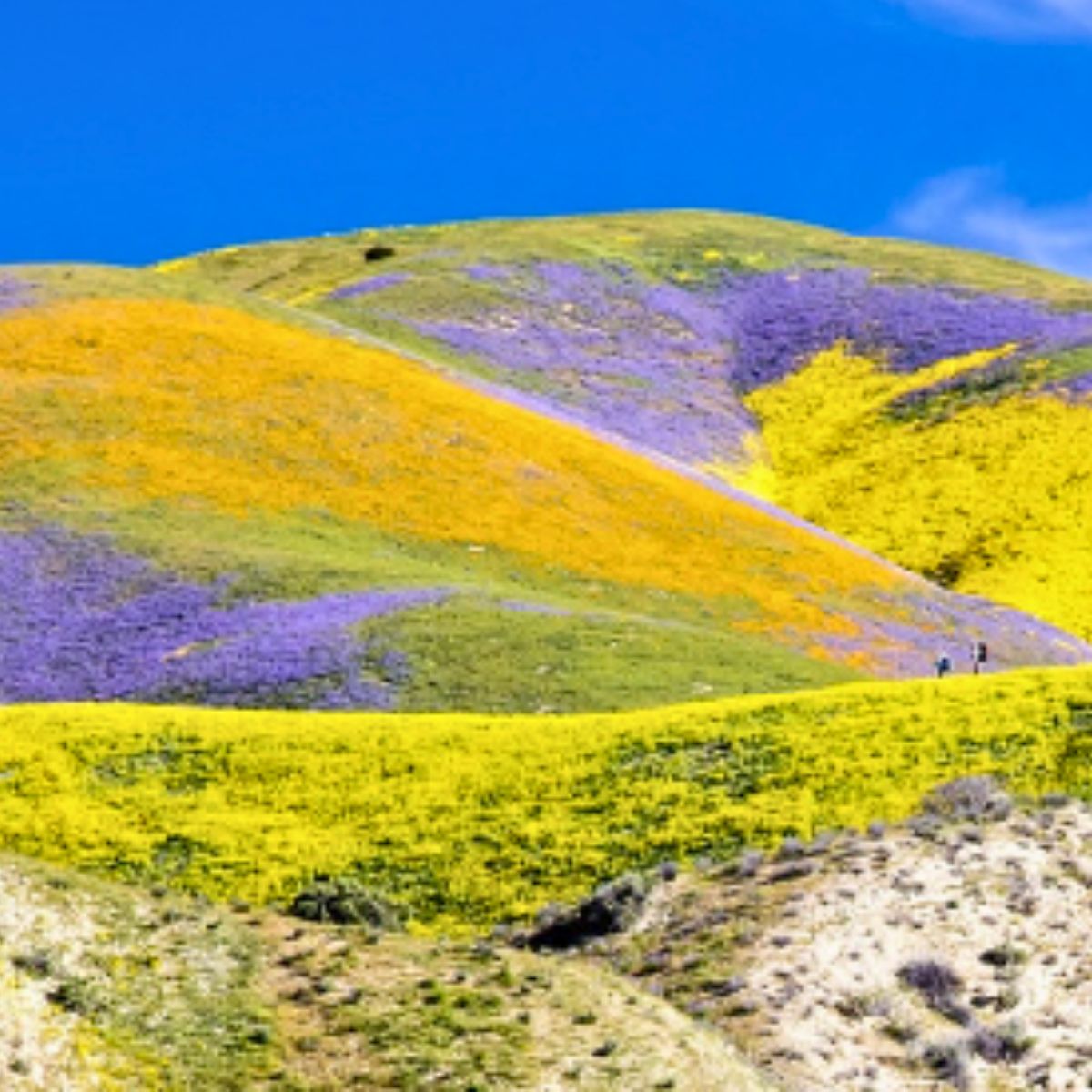 Carrizo Plain National Monument
