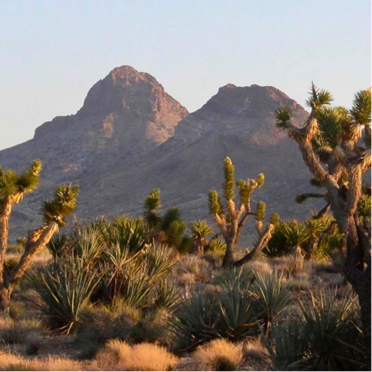 Castle Mountains National Monument