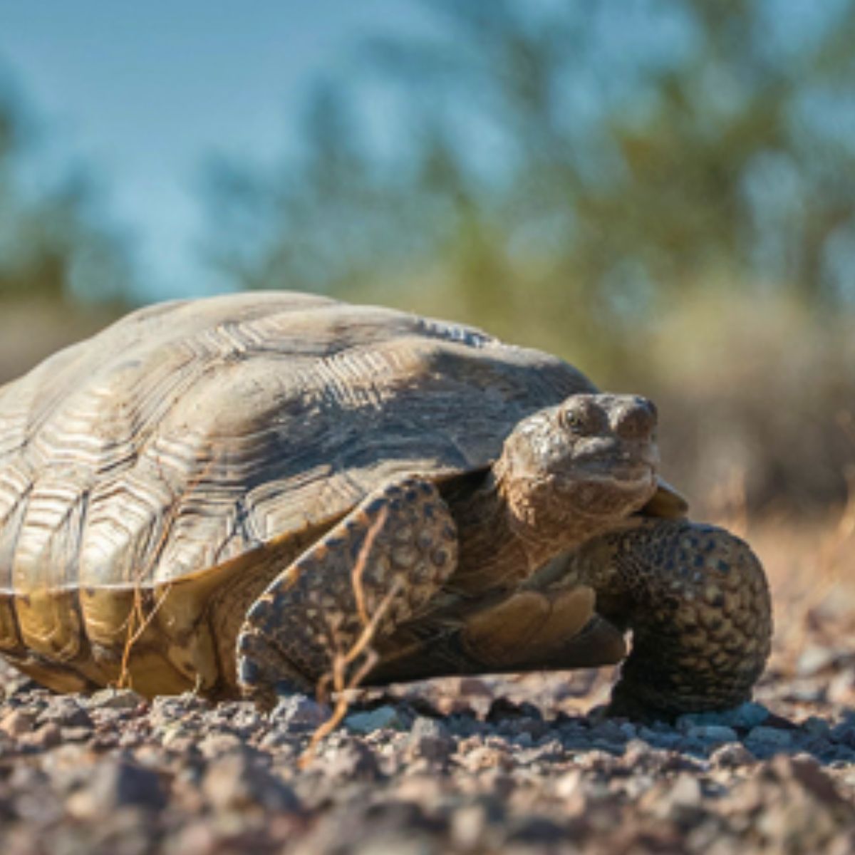 Desert tortoise