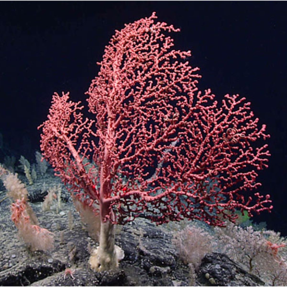 Reddish-orange bubblegum coral