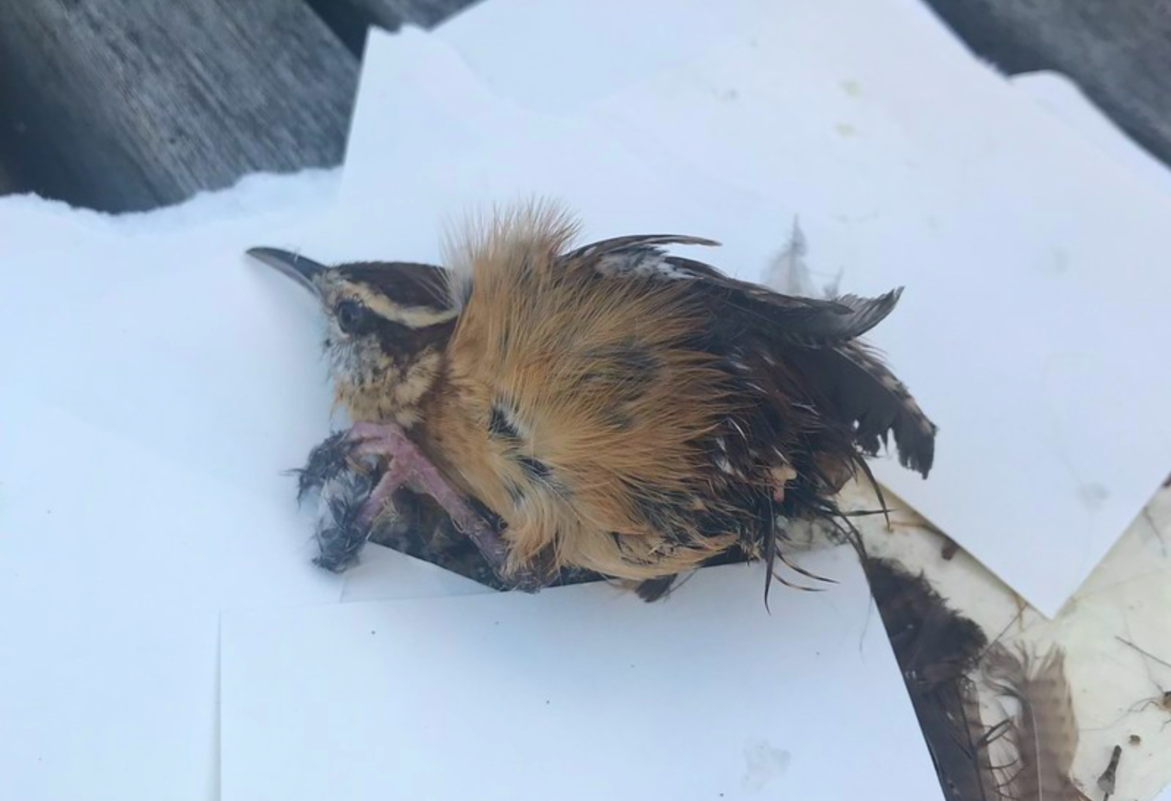 Distressed-looking wren stuck in a glue trap
