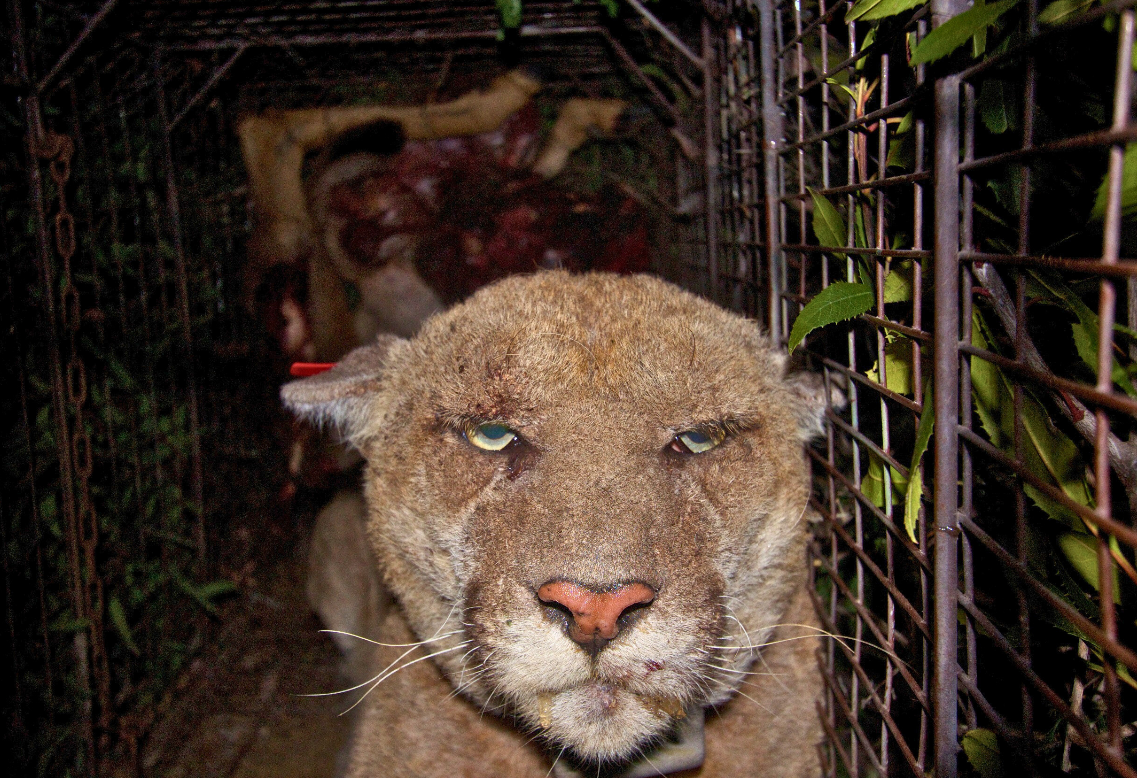 Sick, distressed-looking mountain lion with drooling mouth and little fur