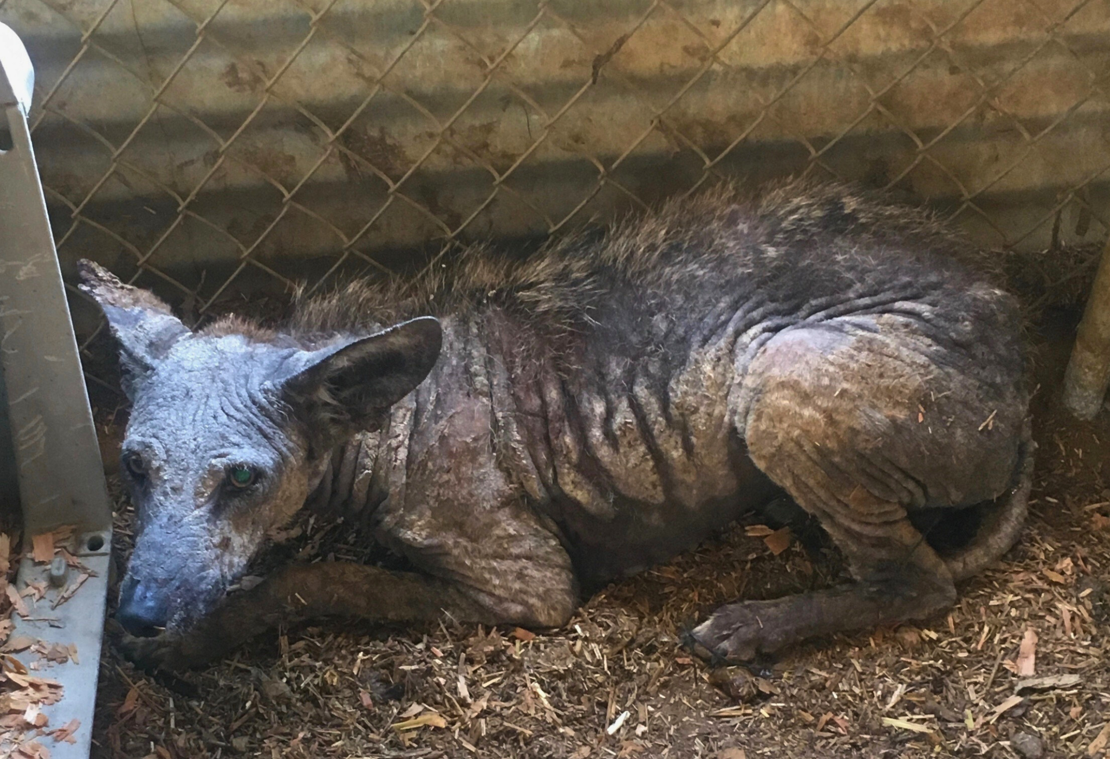 Sick dog with little fur lying on a blanket