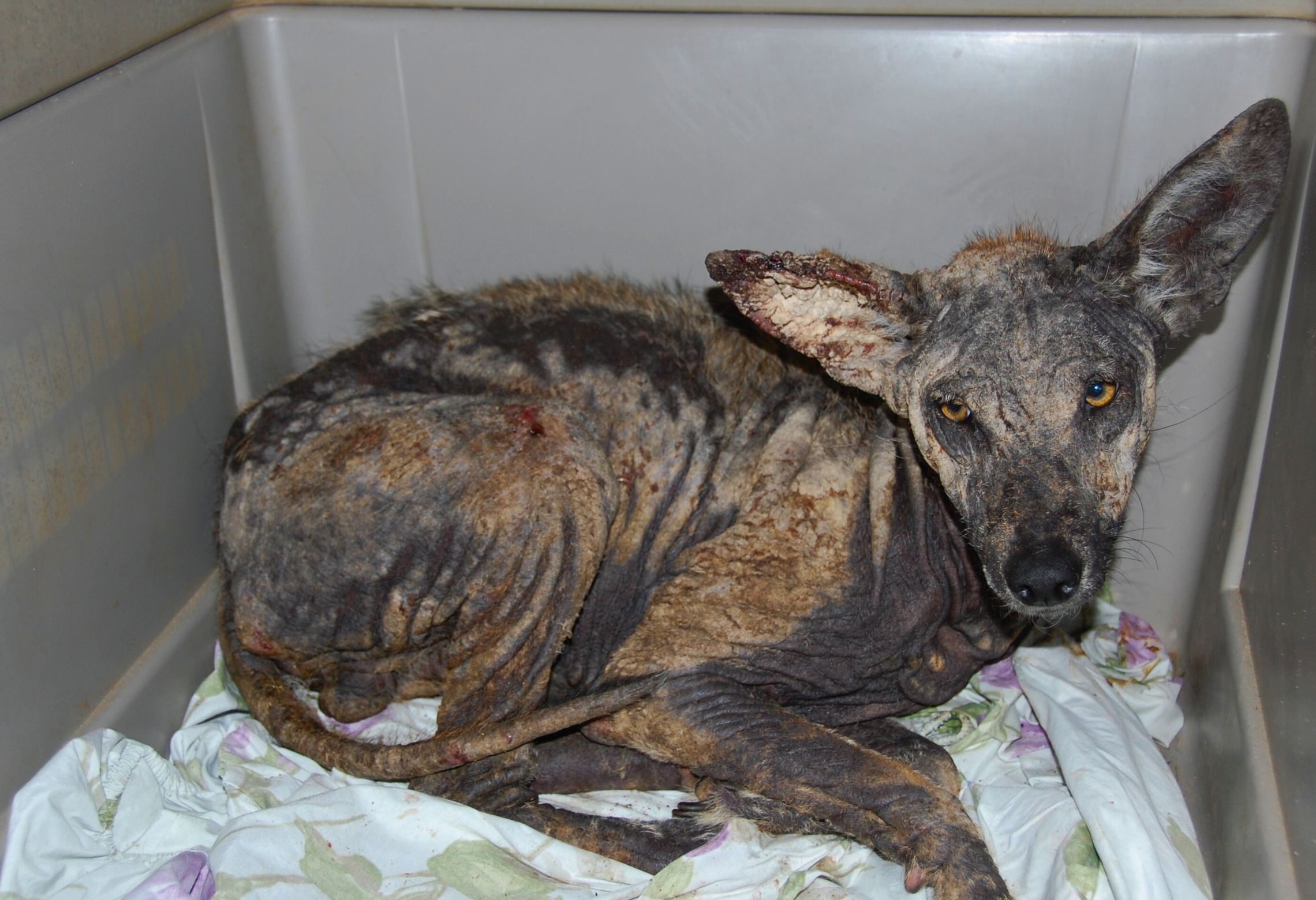 Sick dog with little fur lying on a blanket