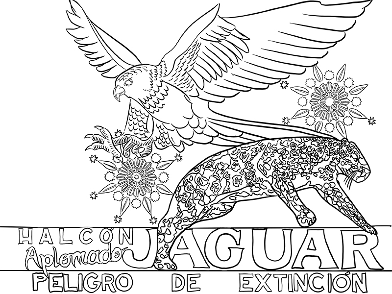 Aplomado falcon and jaguar