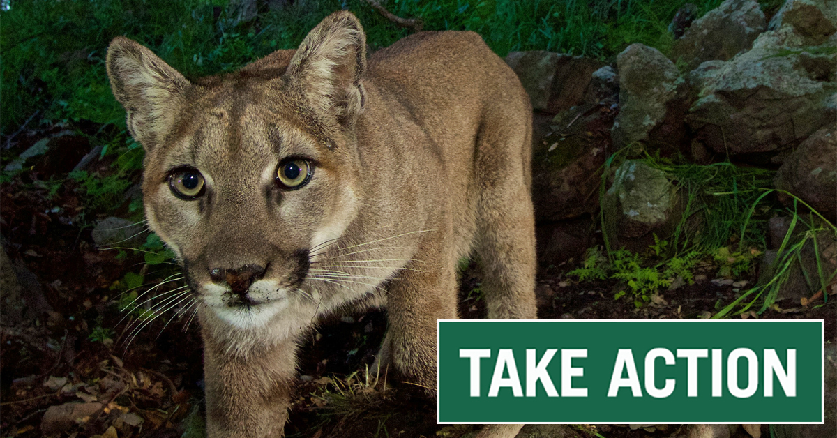 California Mountain Lion -