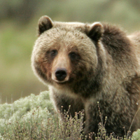 Grizzly bear photo, Trump lawsuits