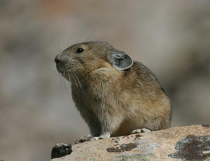 American pika
