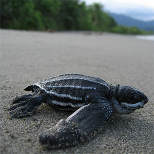 Baby leatherback sea turtle