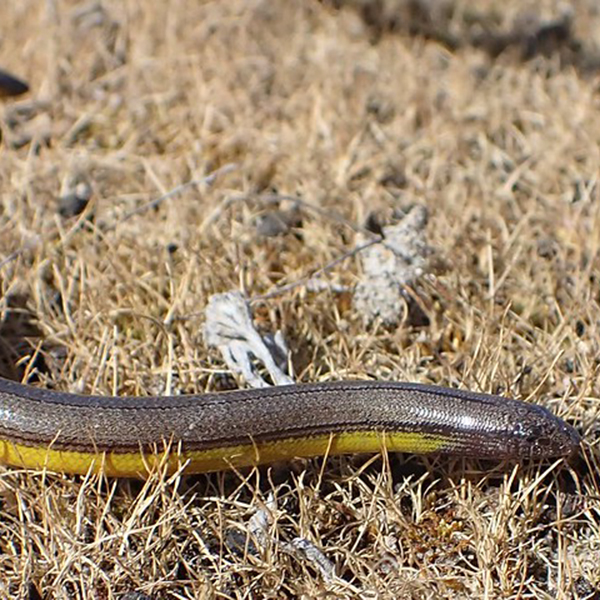 Legless lizard