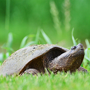 snapping turtle