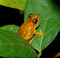 Coqui llanero