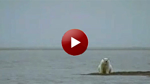 Polar bear PSA