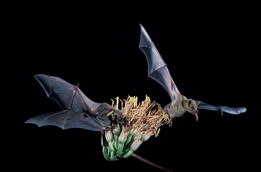 Lesser long-nosed bat