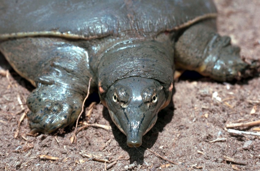 Spiny softshell turtle