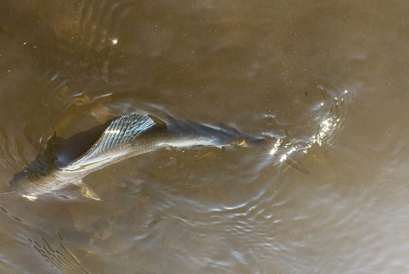 Arctic grayling