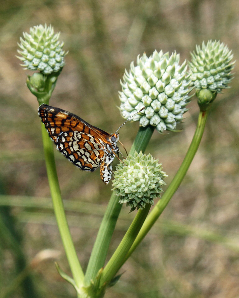 Arizona eryngo photo by Elizabeth Makings