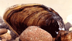 Atlantic pigtoe