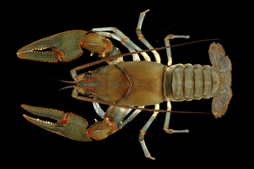 Big Sandy crayfish