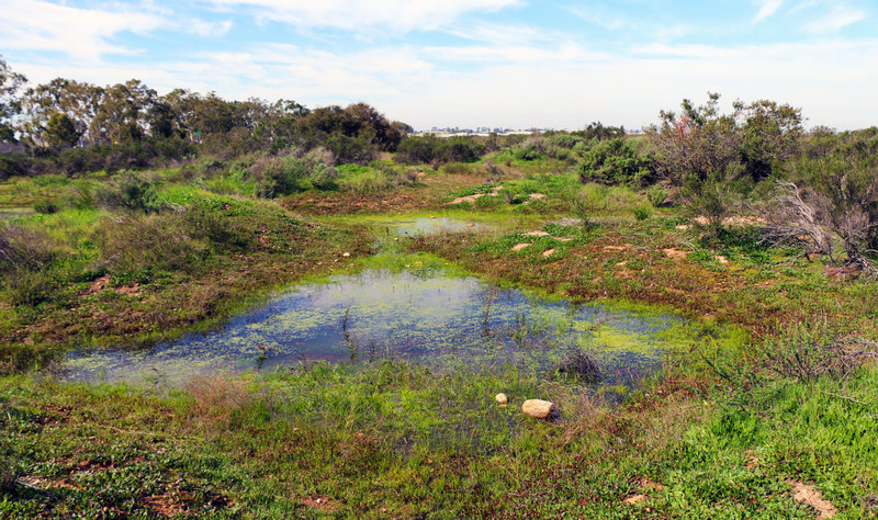 California vernal pools