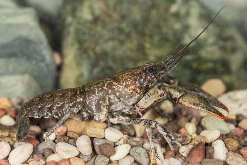 Slenderclaw crayfish
