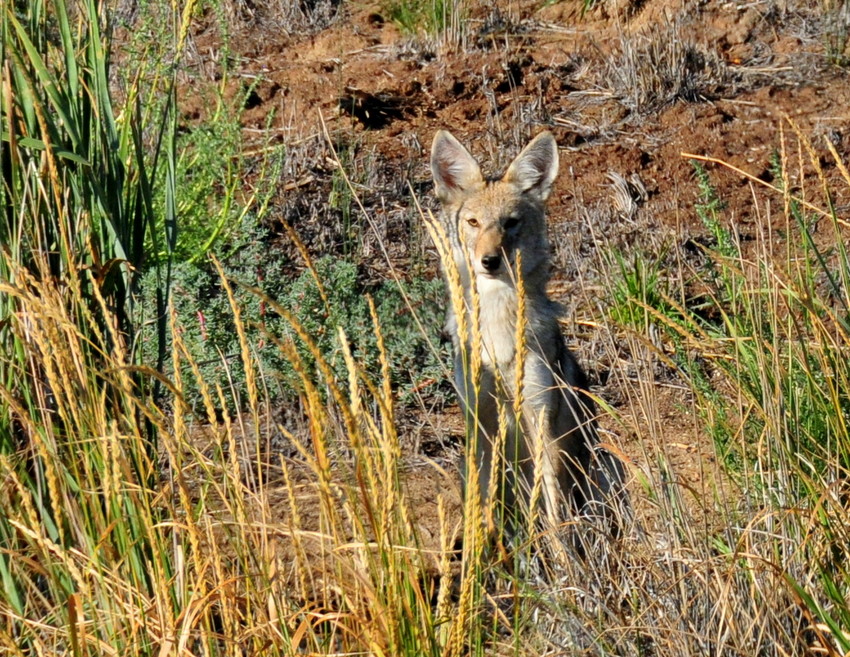 Coyote pup