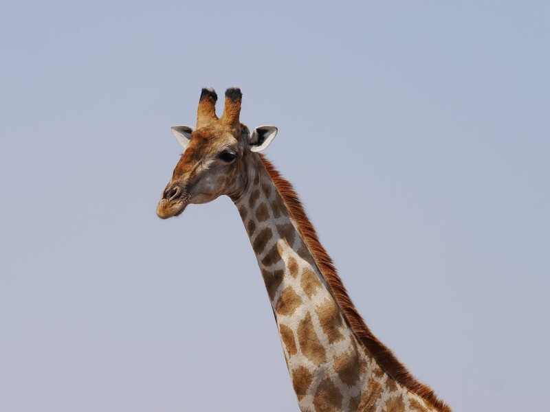 Giraffe