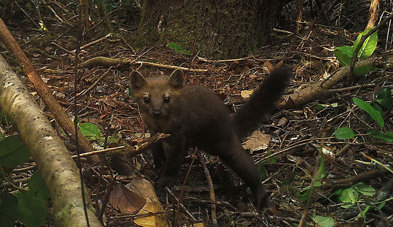 Humboldt marten