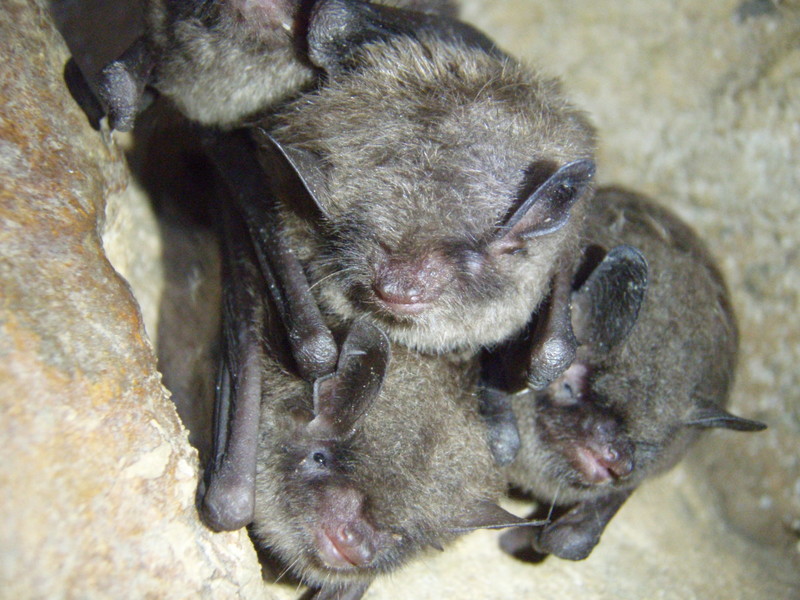 Indiana bats