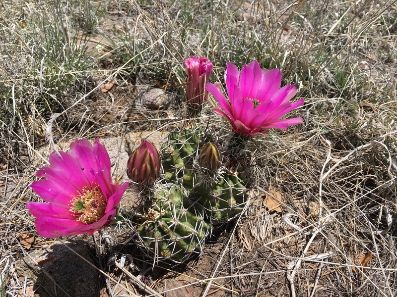 Kuenzler hedgehog cactus