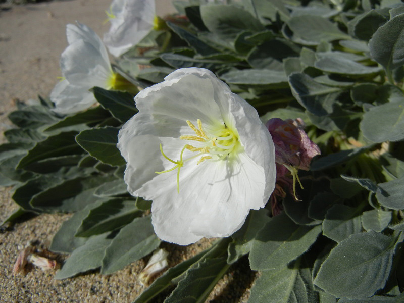 Eureka Valley evening primrose