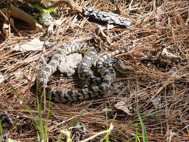 Pine snake