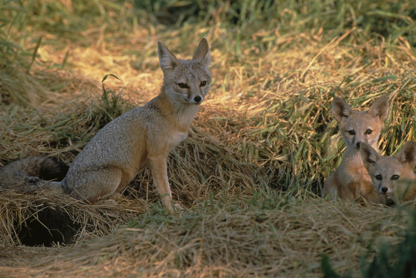 San Joaquin kit fox