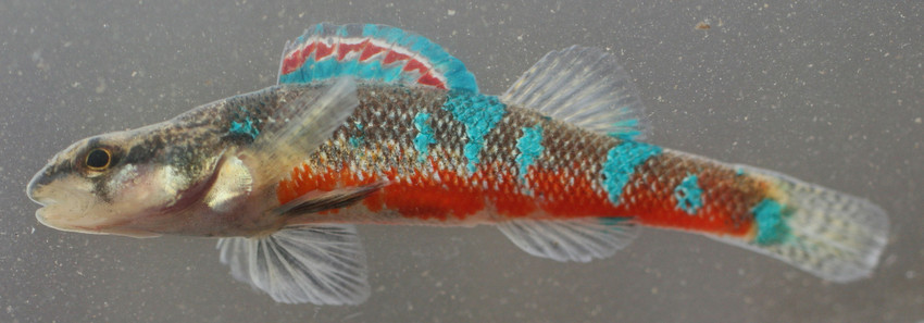 Trispot darter