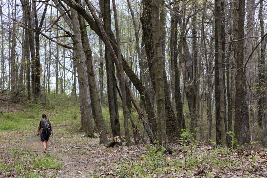 Wayne National Forest