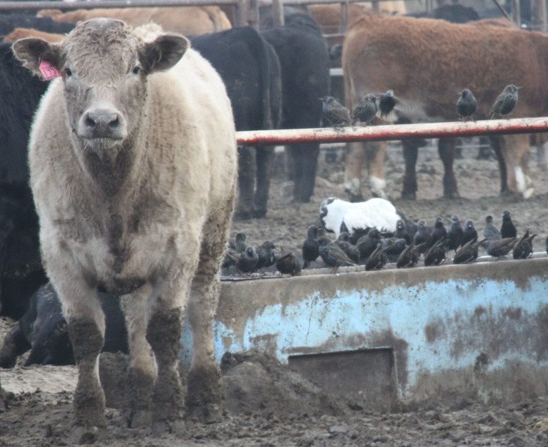 Cattle in feedlot