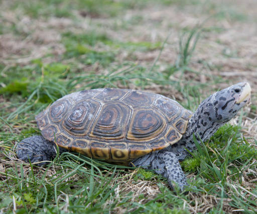 Diamondback terrapin