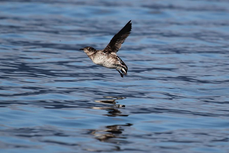 Marbled murrelet