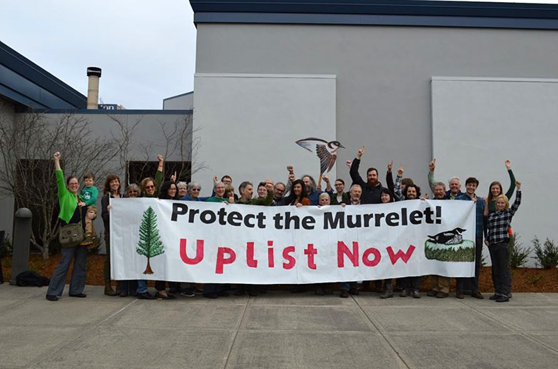 Marbled murrelet